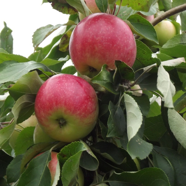 Jabloň ´Šampion´ zimná, podp.MM106, voľnok.