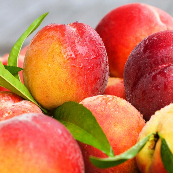 Broskyňa "Cresthaven" neskorá, podpn. ISHTARA, voľnok.