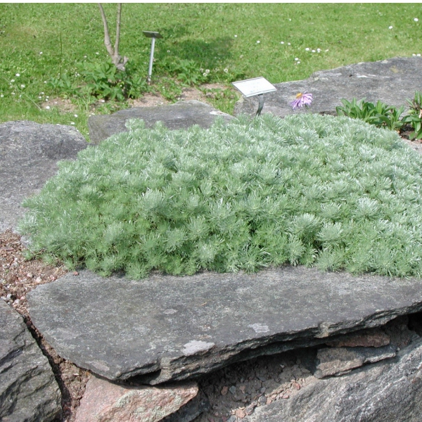 Palina schmidtova ’Nana’