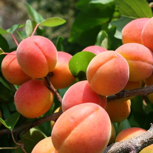 Marhuľa "Vesna" skorá, podp. Myrobalán, voľnok.