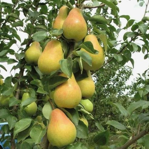 Hruška stĺpová ´Saphira´, podp. Dula, kont. 5l