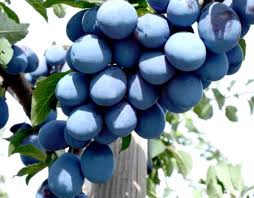 Slivka stĺpová ´Imperial´, podp. Myrobalán, kont. 5l