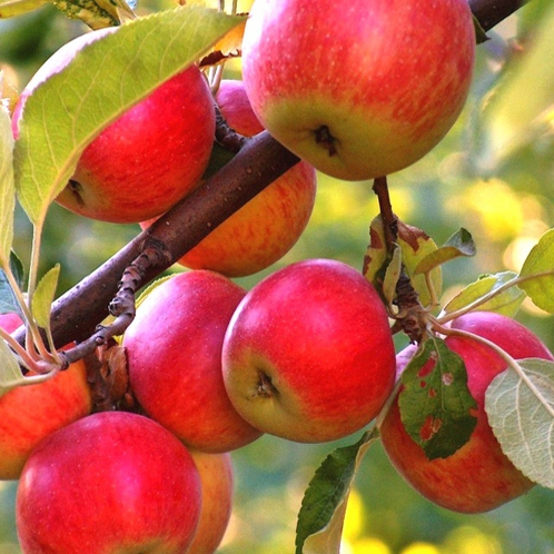 Jabloň ´Rubinola´ zimná, podpn. MM106, voľnok.