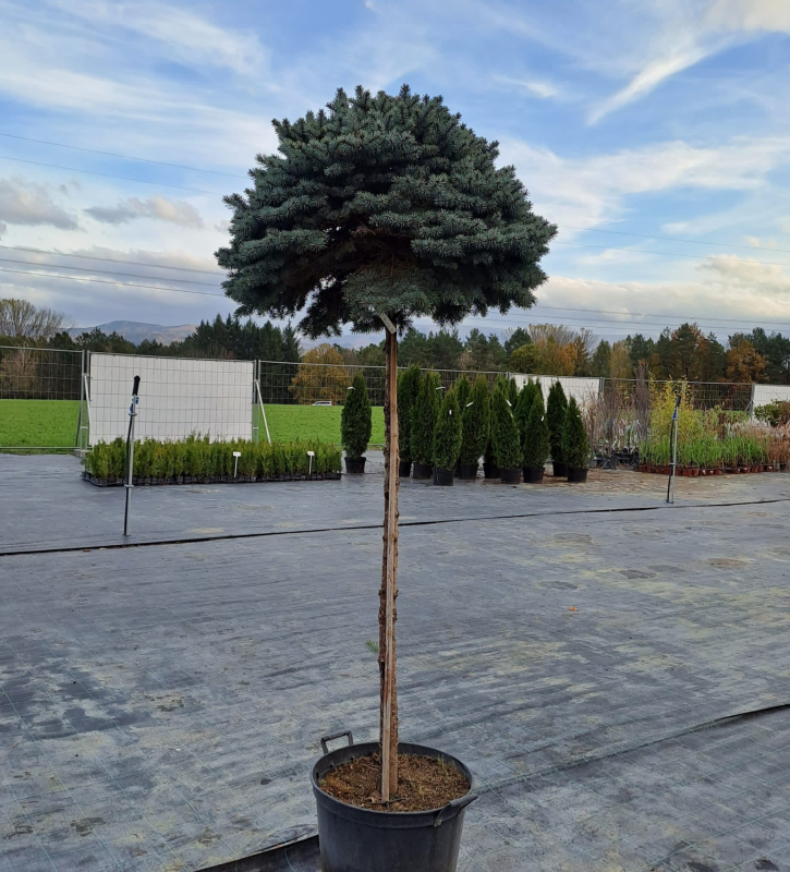 Smrek pichľavý ‘Glauca Globosa´ na kmienku
