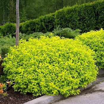 Tavoľník japonský  ’Golden Princess’