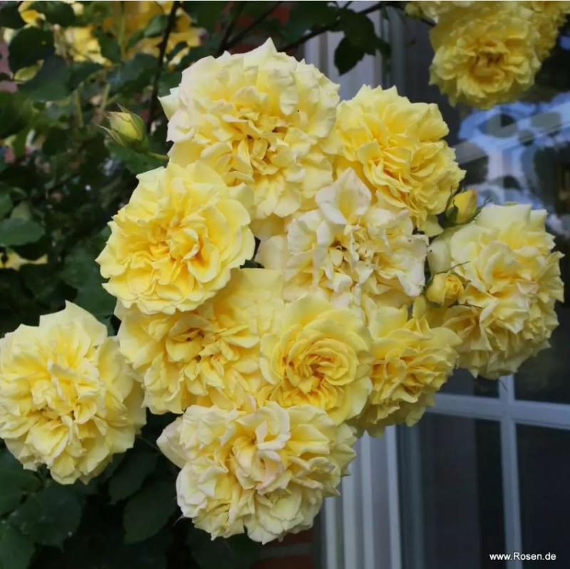 Ruža ´Sterntaler´