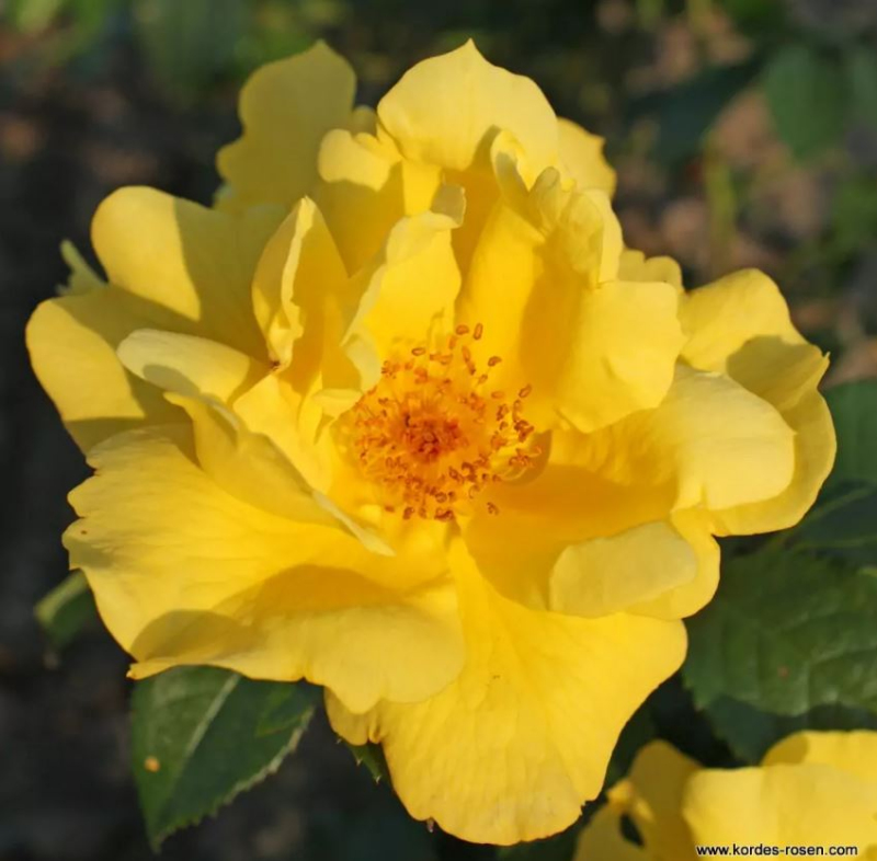 Ruža ´Lemon Fizz´