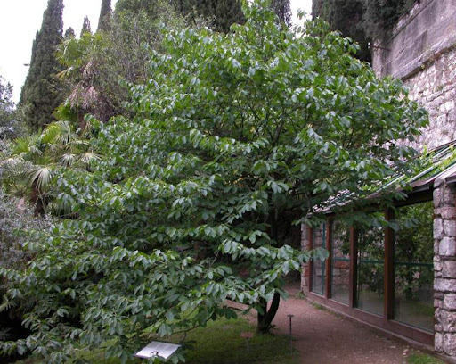 Asimina trojlaločná ´Mary Foos Johnson´ - Banán Severu