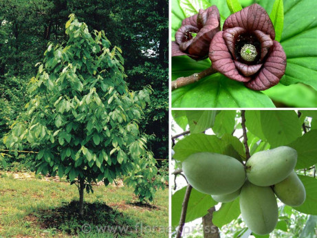 Asimina trojlaločná ´Overleese´ - Banán Severu