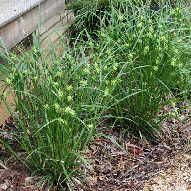 Ostrica "Gray´s sedge"