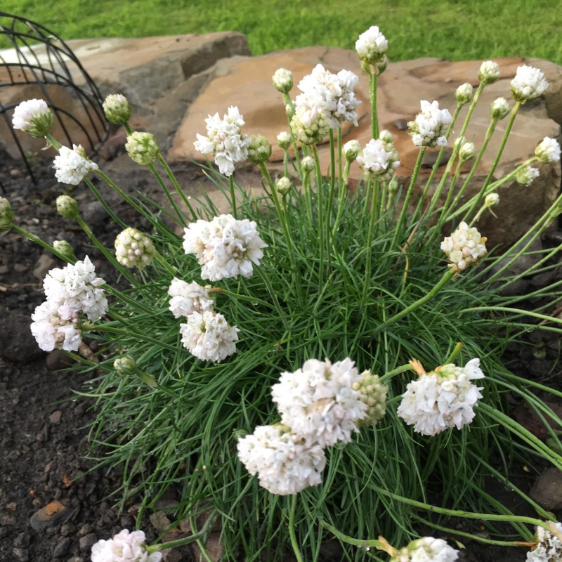 Trávnička ´Armada White´