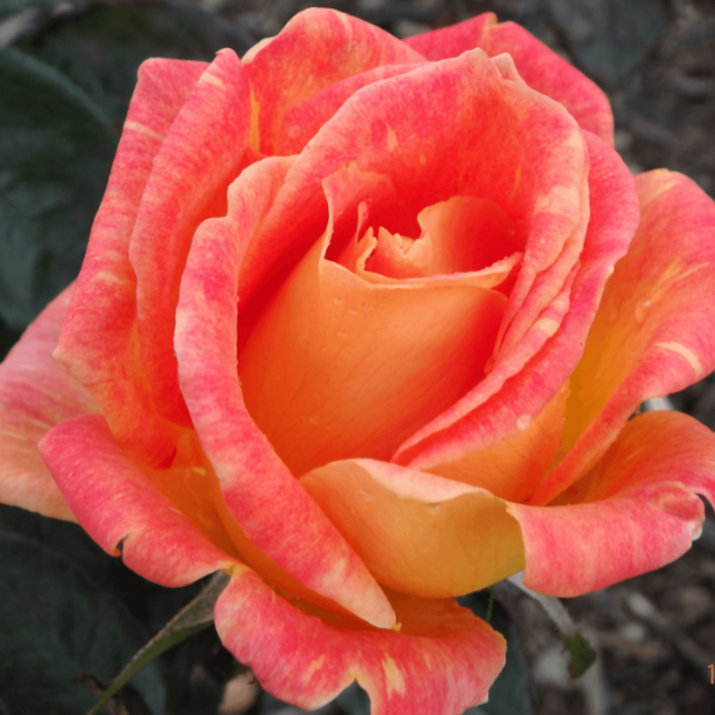 Ruža stromčeková ´Harry Wheatcroft´