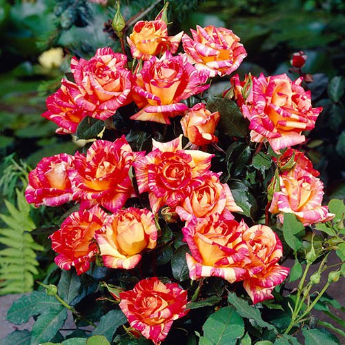 Ruža stromčeková ´Harry Wheatcroft´