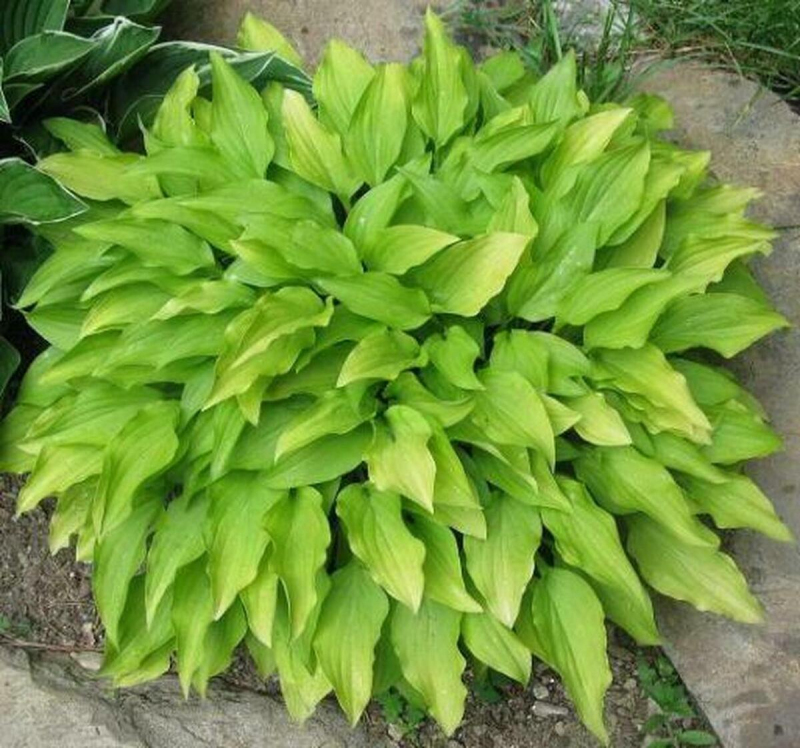 Hosta  ´Lemon Lime´