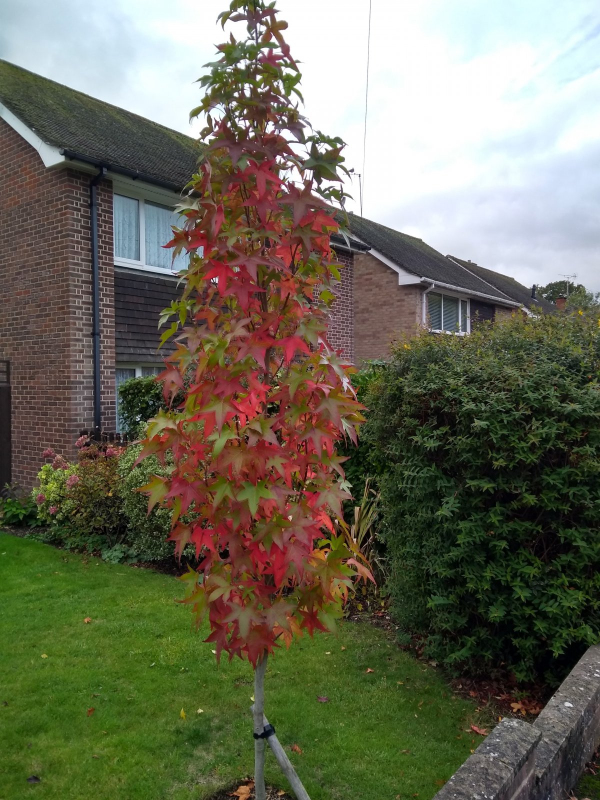 Ambrovník ´Slender Silhouette´ 280cm