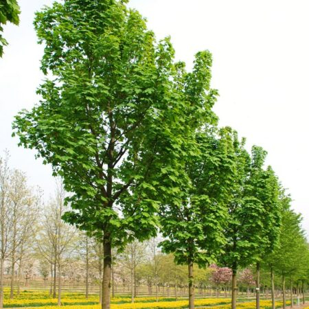 Javor mliečny ´Columnare´