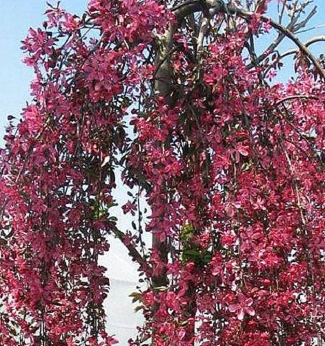 Jabloň okrasná ´Royal Beauty´ previslá