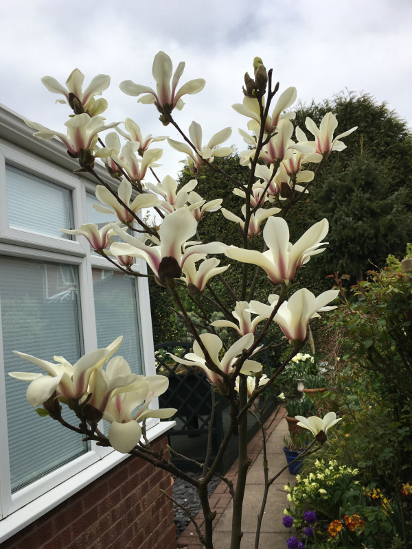 Magnólia ´Sunrise´ na kmienku