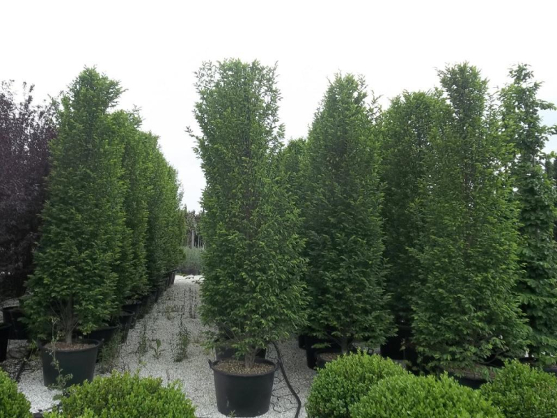 Hrab obyčajný ´Pyramidalis´