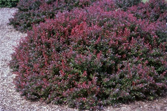 Dráč Thunbergov ´Atropurpurea Nana´