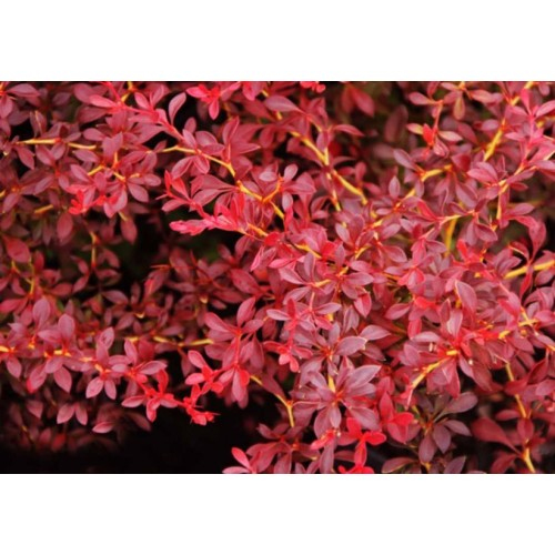 Dráč Thunbergov ´Red Dream´