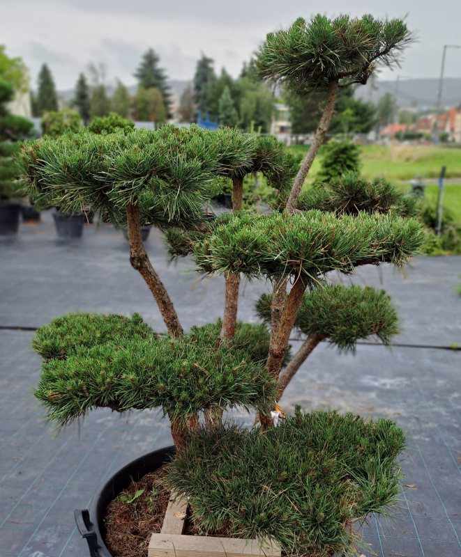 Borovica lesná ´Watererii´ Bonsaj 125/150cm