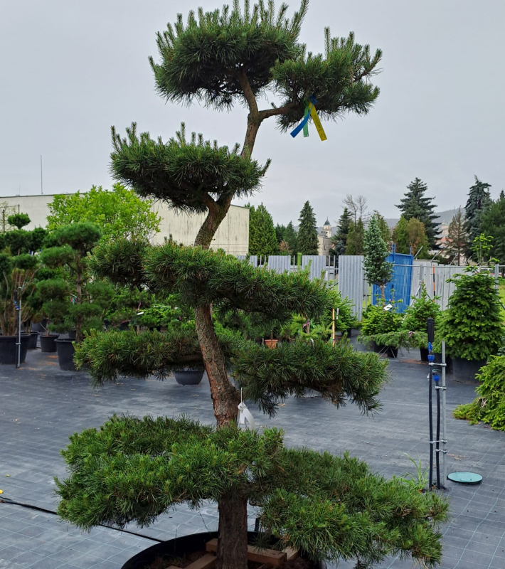 Borovica lesná  ´Bonsaj´ 200/225cm