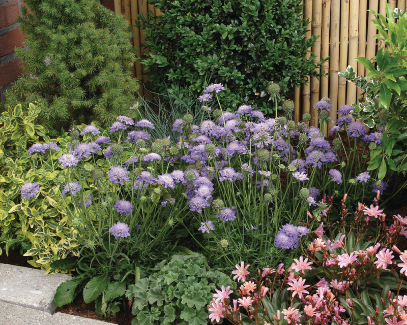 Hlaváč japonský ´Blue Note´