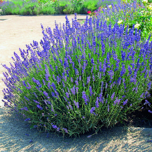Levanduľa ‘Hidcote Blue’