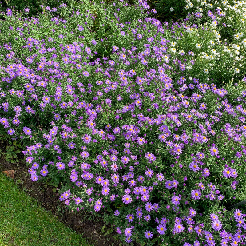 Astra ´Prof. Anton Kippenberg’´