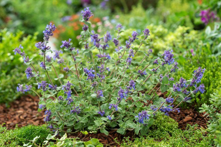 Kocúrnik ´Superba´