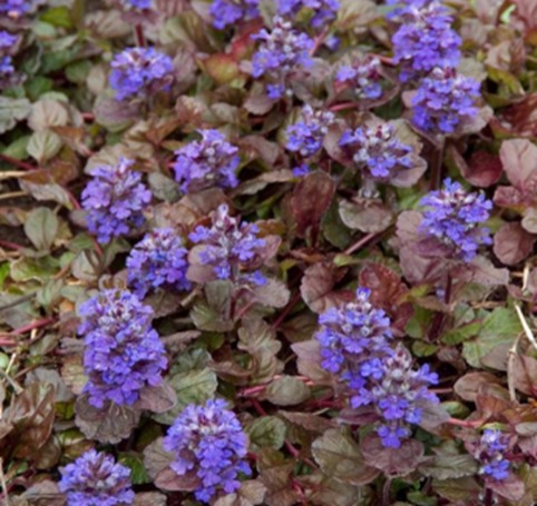 Zbehovec plazivý ´Black Scallop´