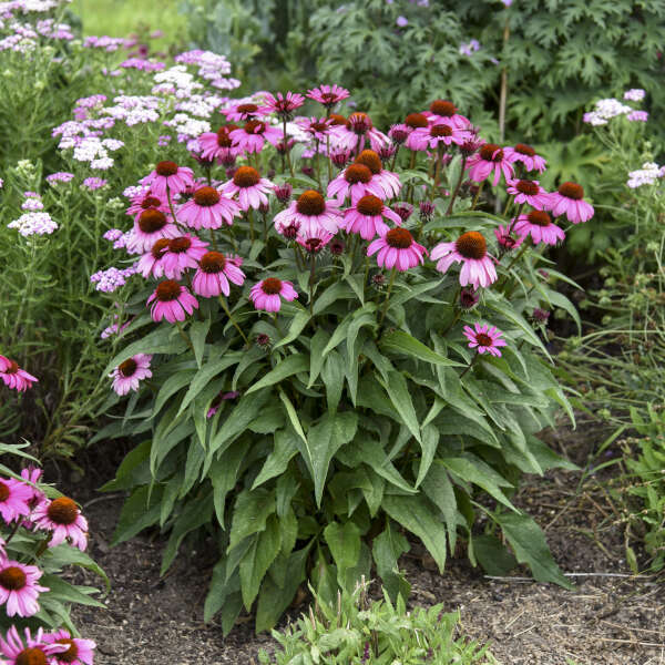 Echinacea purpurea ’Magnus’