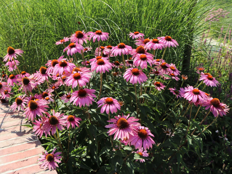 Echinacea purpurea ’Magnus’