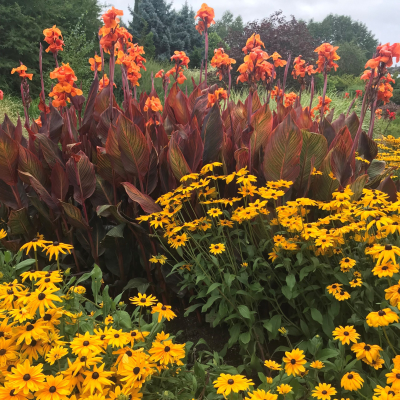 Rudbekia ´Goldsturm´ 9x9