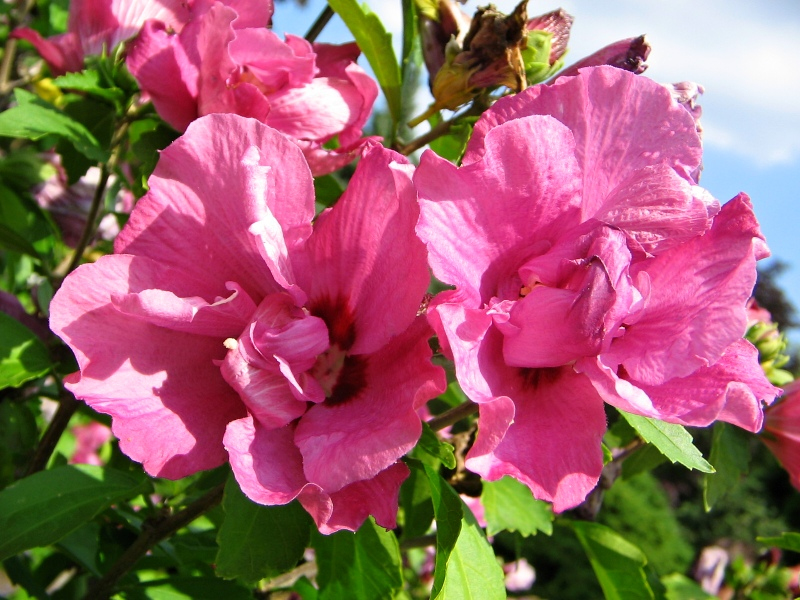 Ibištek sýrsky ´Duc De Brabant´