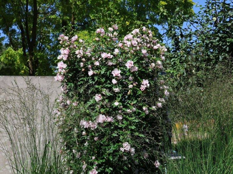 Ibištek sýrsky ´Lady Stanley´