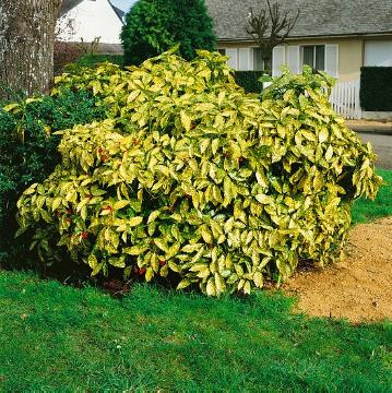 Aukuba japonská ´Sulphurea Marginata´