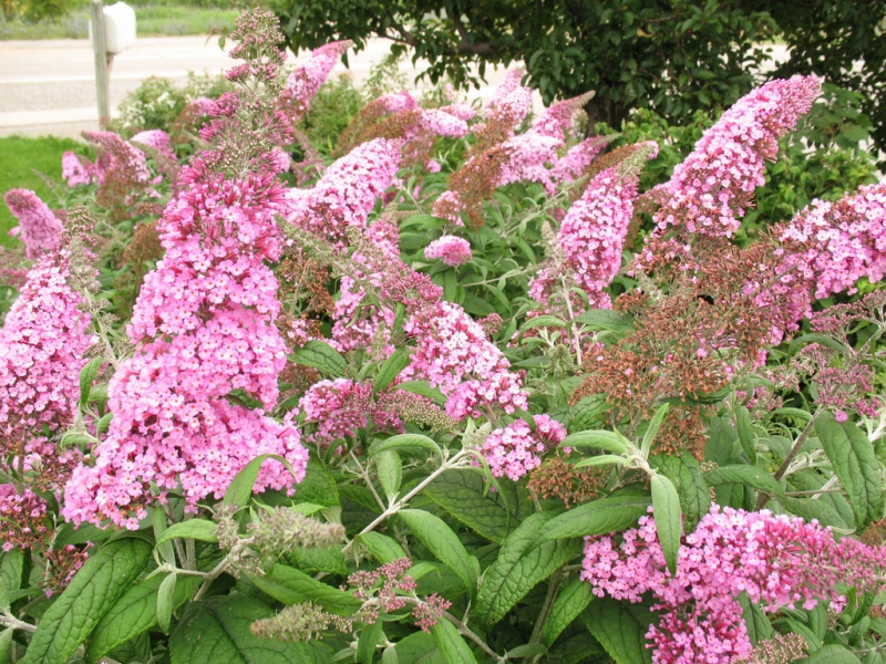 Budleja davidii ’Pink Delight’ 2l