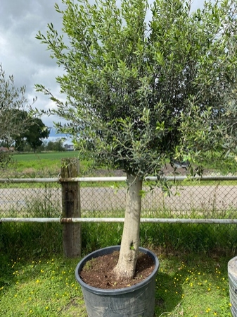 Olivovník európsky