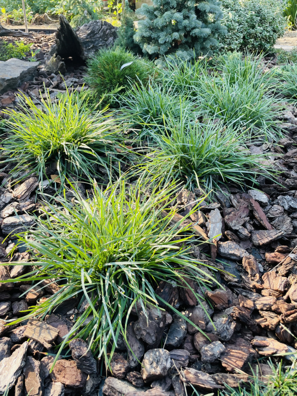 Ostrevka karpatská 2l