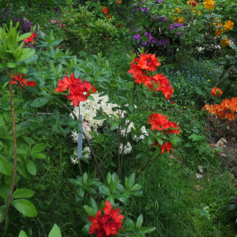 Azalka veľkokvetá ´Parkfeuer´