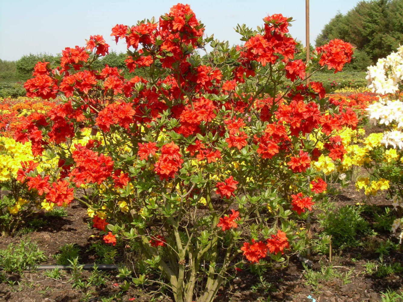 Azalka veľkokvetá ´Feuerwerk´