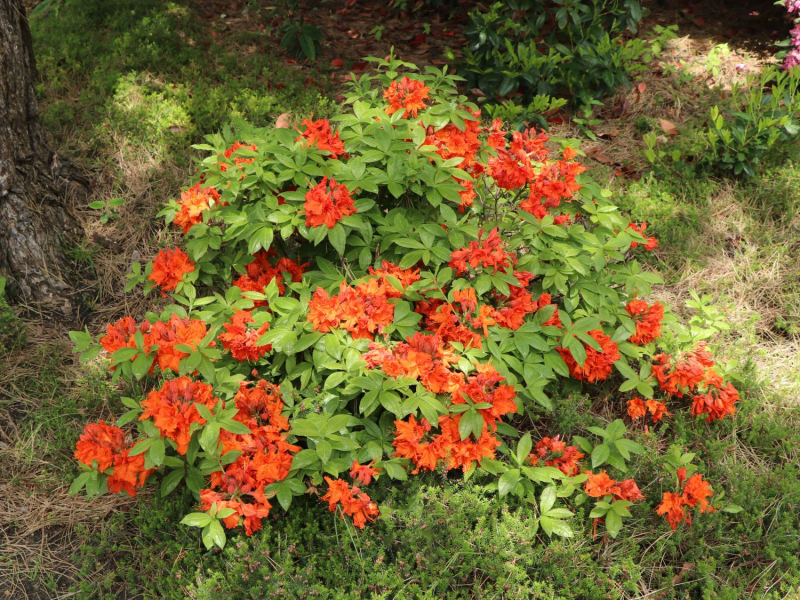 Azalka veľkokvetá ´Gibraltar´