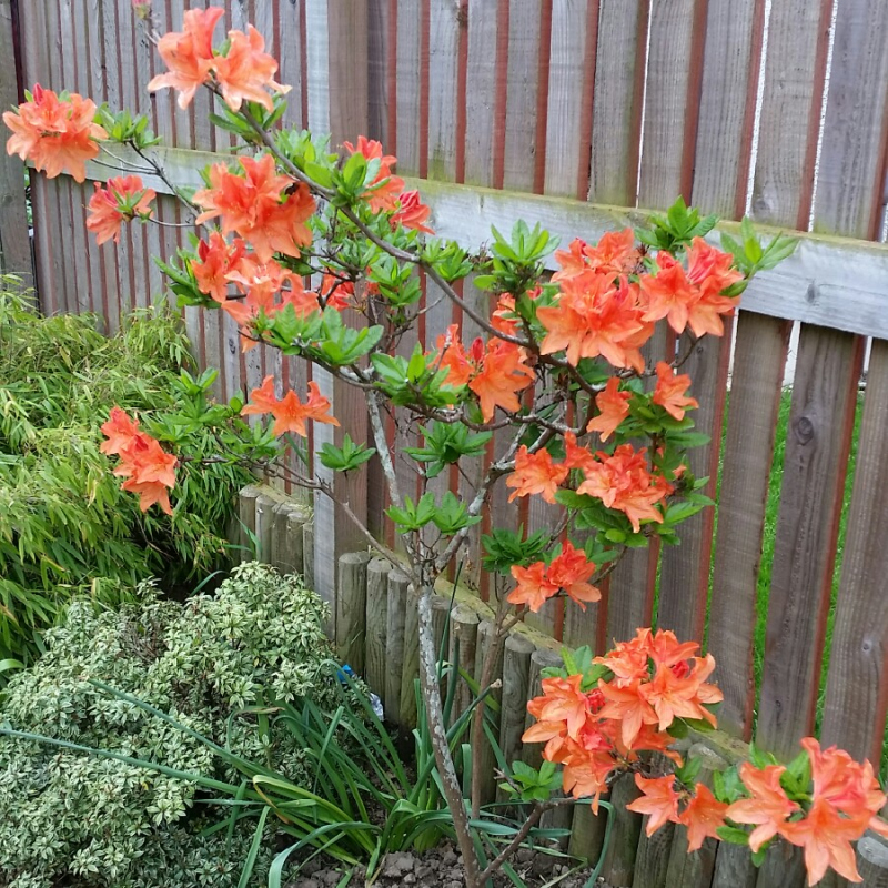 Azalka veľkokvetá ´Gibraltar´