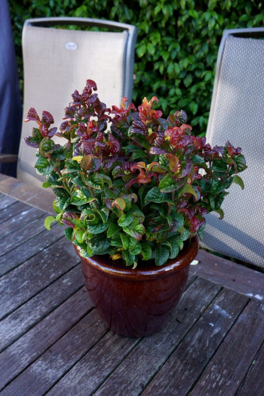 Leukote axillaris ´Curly Red´