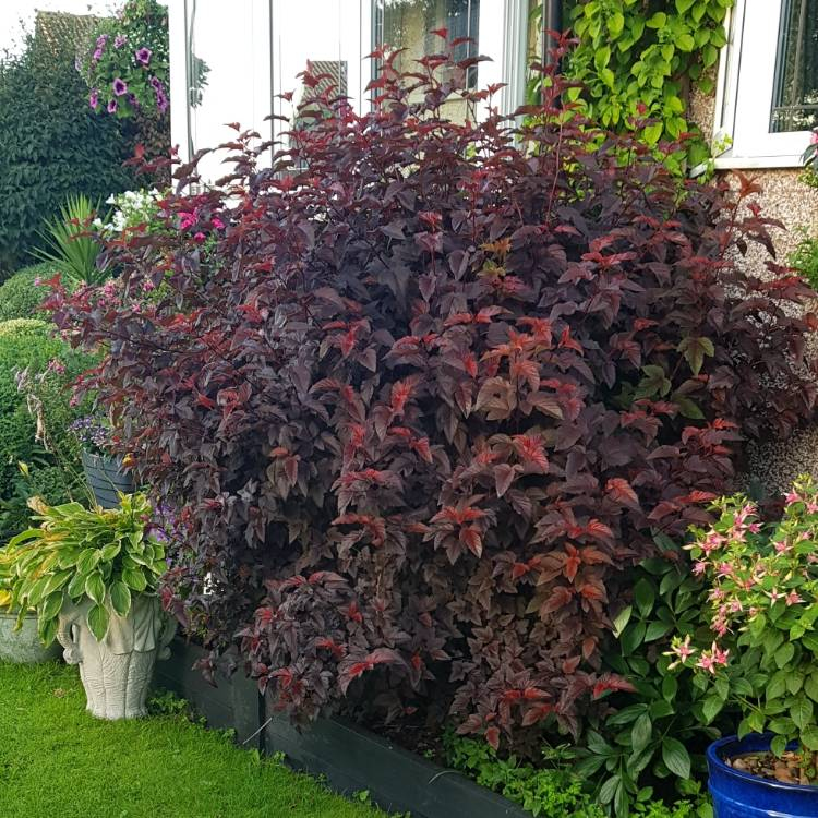 Tavoľa kalinolistá ´Lady in Red´