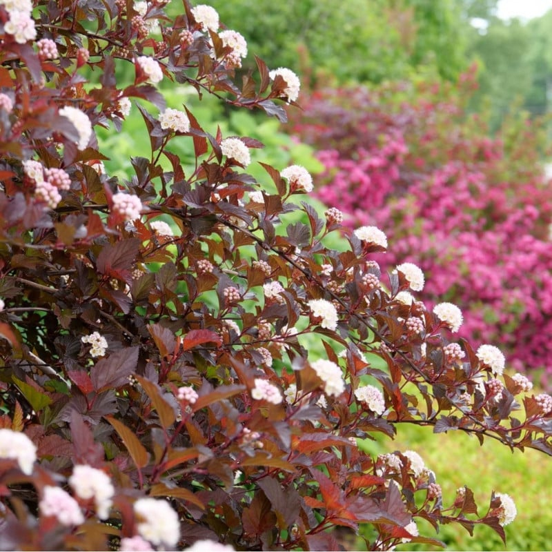 Tavoľa kalinolistá "Red Baron"