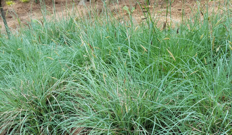 Ostrica ´Blue Zinger´ 1,5L