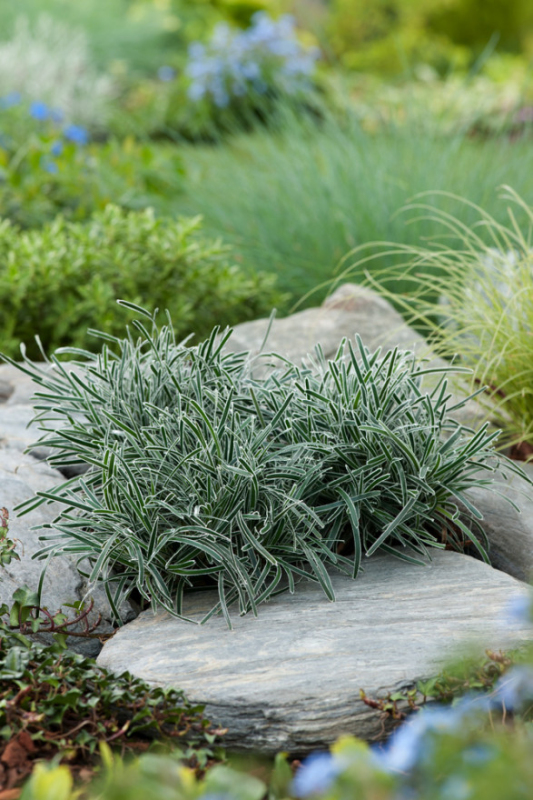 Ficínia ´Ice Crystal´